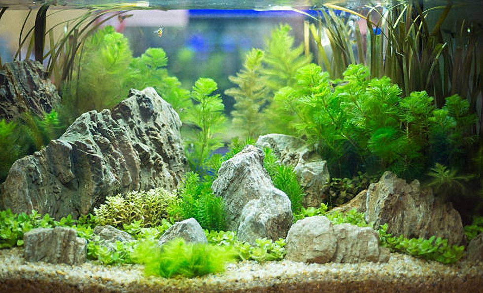 como tener un acuario sano